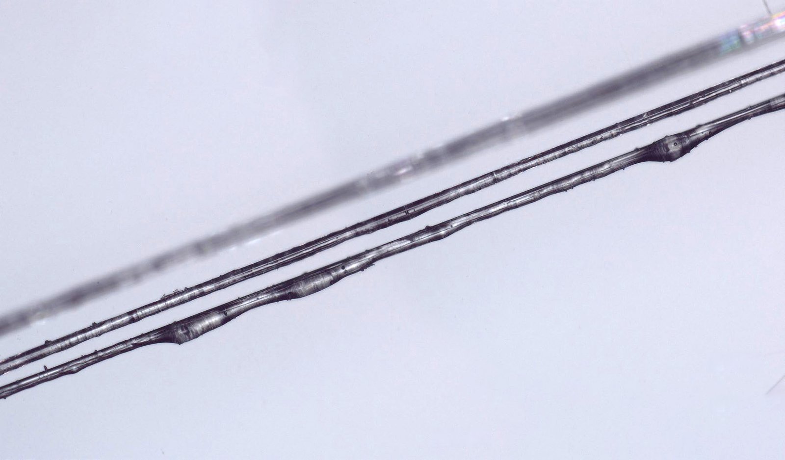 Micrograph of glass fibres coated with thermoplastic polymer